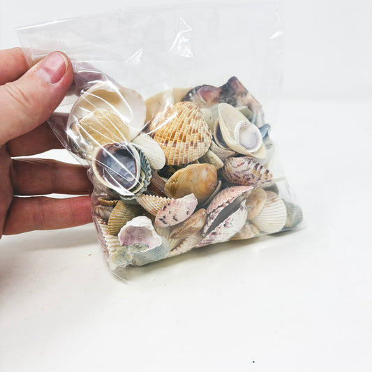 Bundle of Seashells