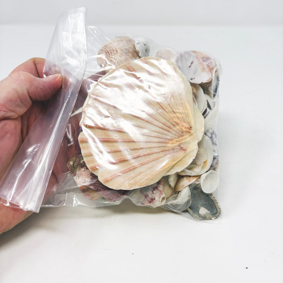 Bundle of Seashells