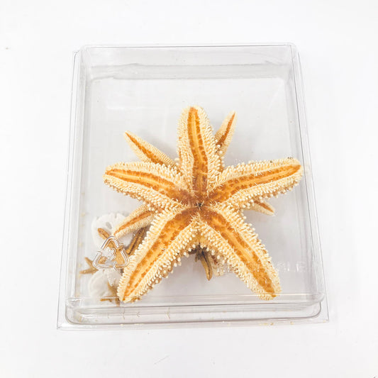 Dried Starfish Bundle