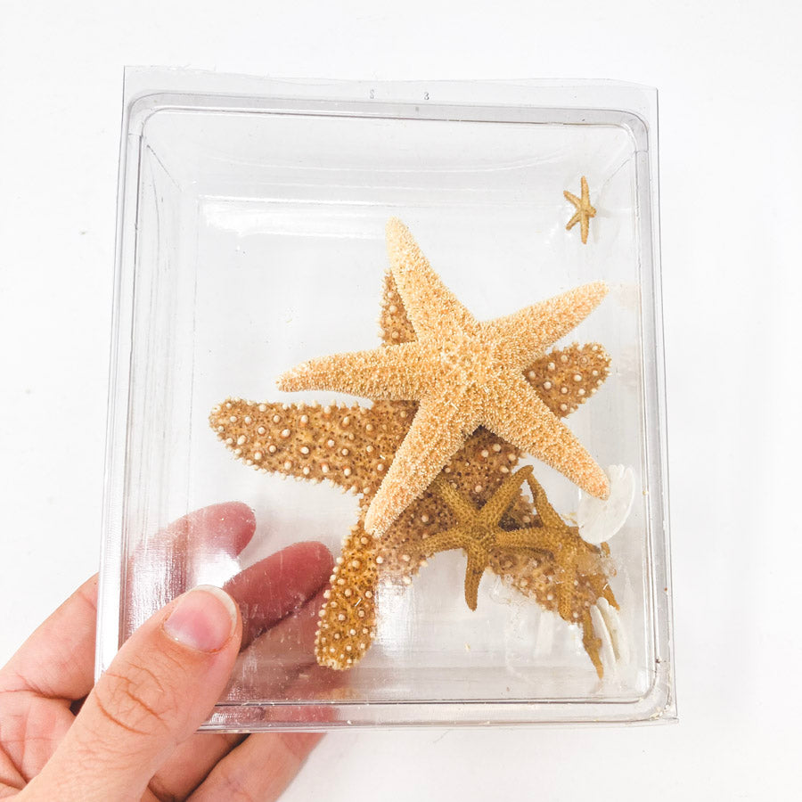 Dried Starfish Bundle
