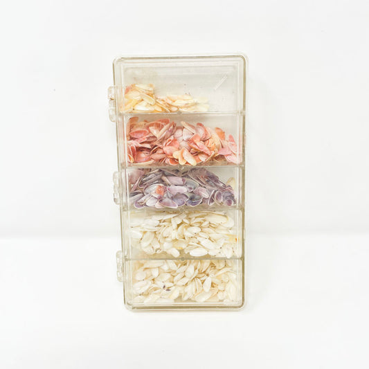 Collection of Small Shells