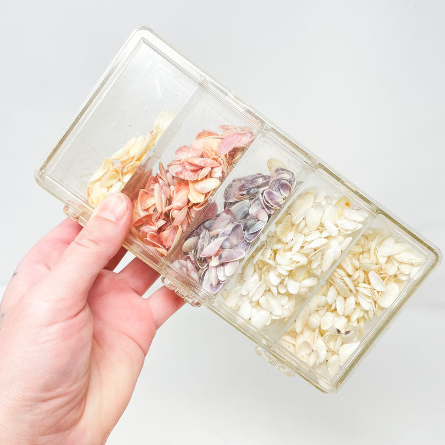 Collection of Small Shells