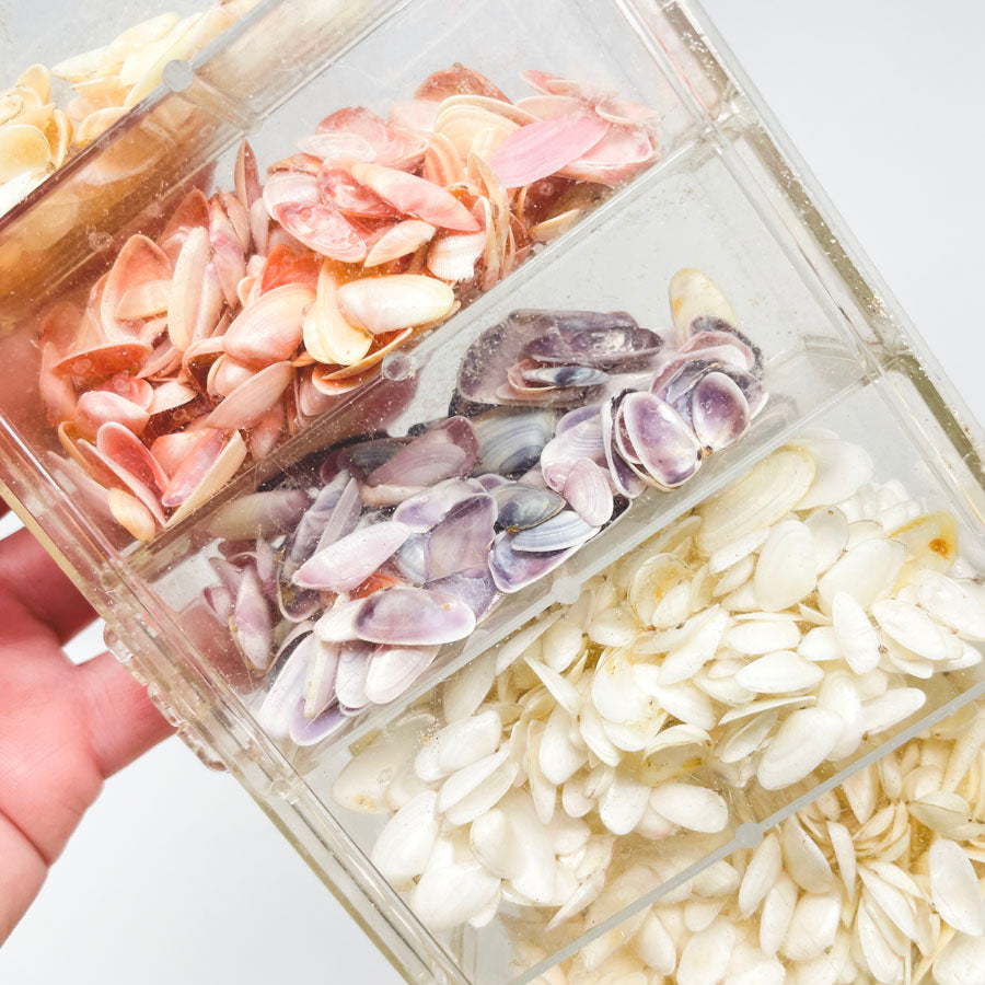 Collection of Small Shells