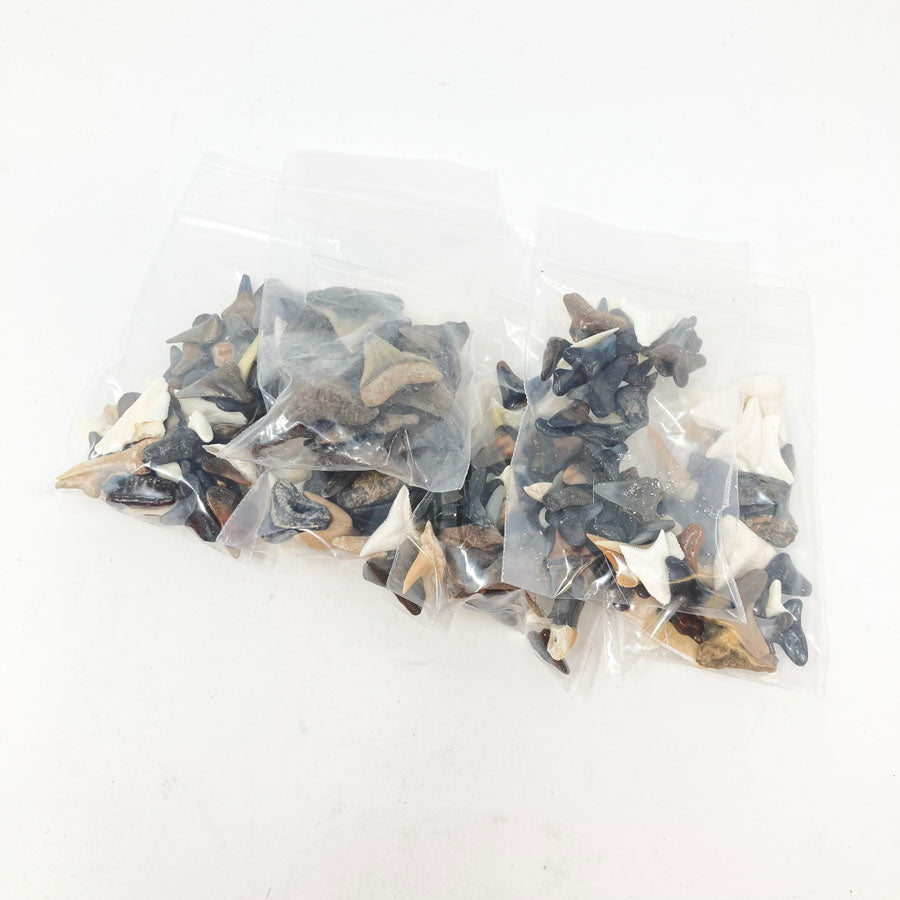 Small Bag of Shark Teeth