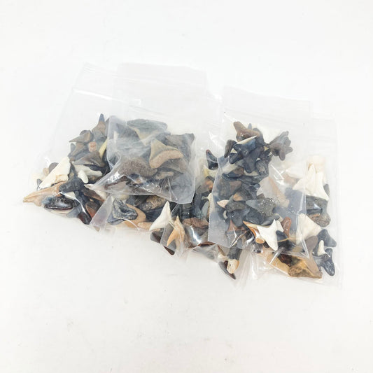 Small Bag of Shark Teeth