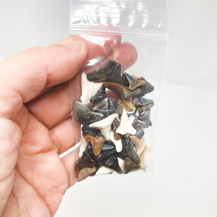 Small Bag of Shark Teeth