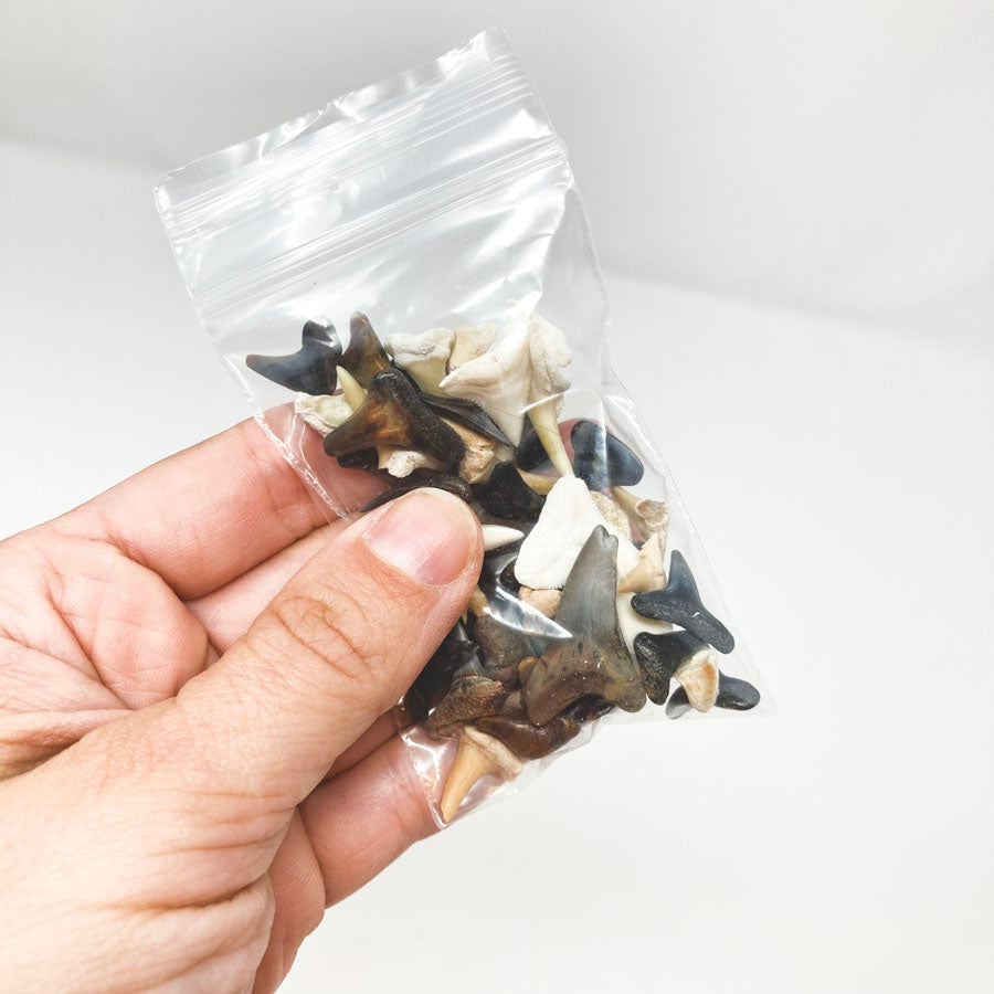 Small Bag of Shark Teeth