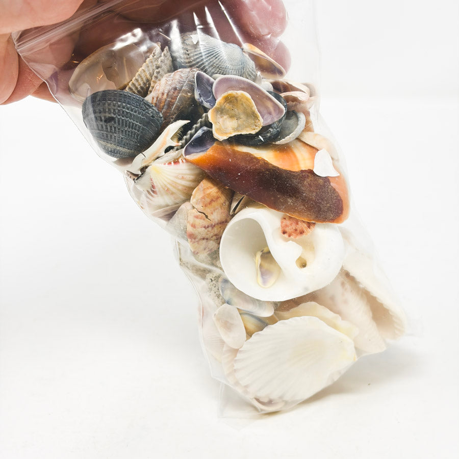 Bag of Seashells (Broken)