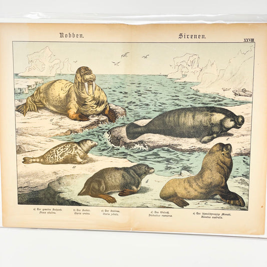 Antique Walruses Lithograph Book Page by Gotthilf Heinrich von Schubert