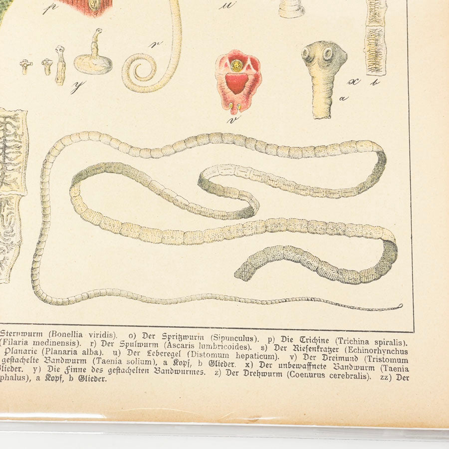 Antique Worms Lithograph Book Page by Gotthilf Heinrich von Schubert