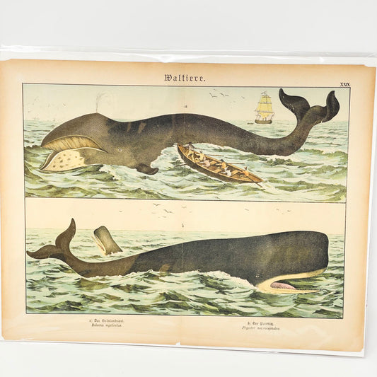 Antique Whales Lithograph Book Page by Gotthilf Heinrich von Schubert