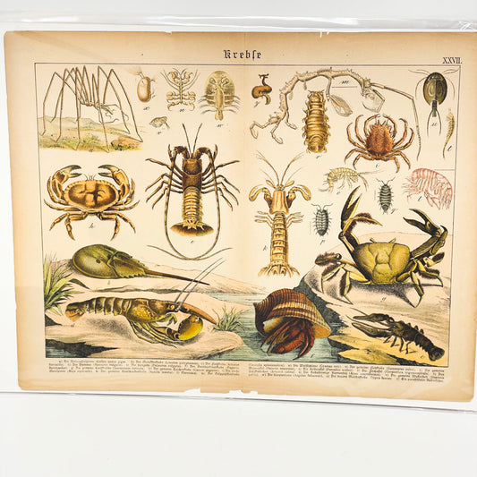 Antique Crustacean Lithograph Book Page by Gotthilf Heinrich von Schubert
