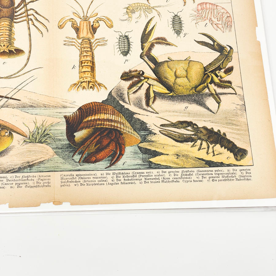 Antique Crustacean Lithograph Book Page by Gotthilf Heinrich von Schubert
