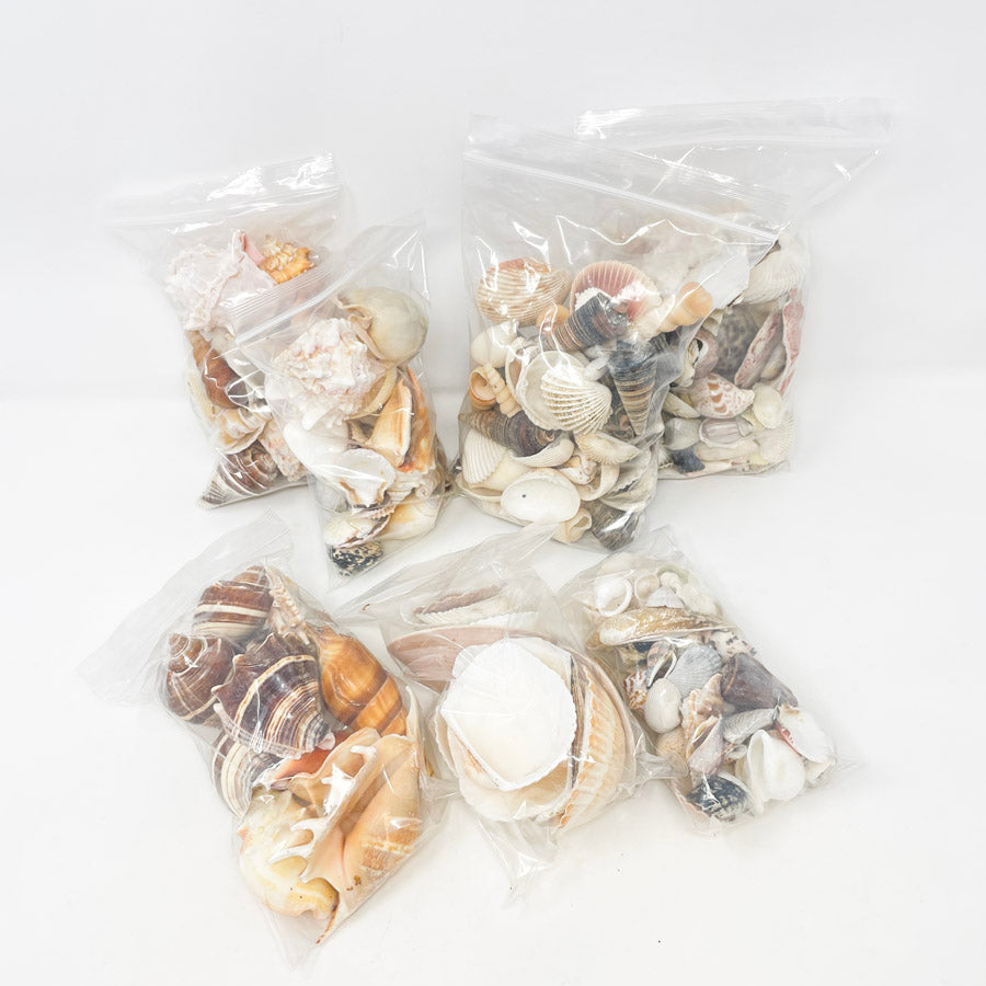 Bag of Assorted Shells (1)