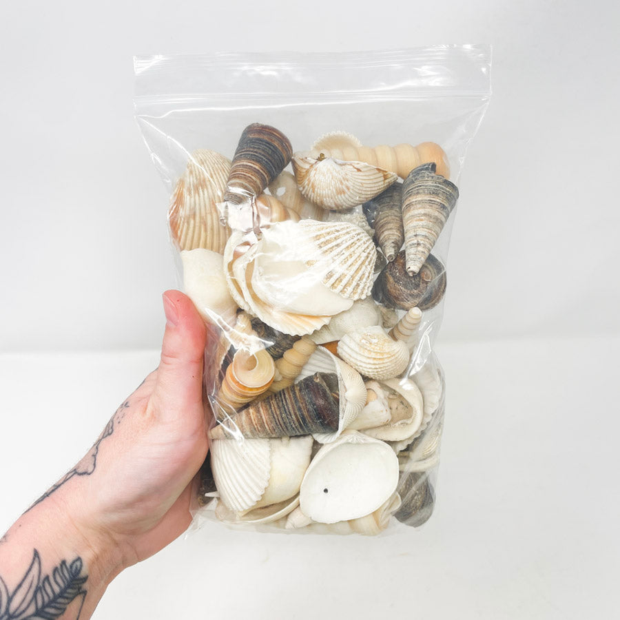 Bag of Assorted Shells (1)
