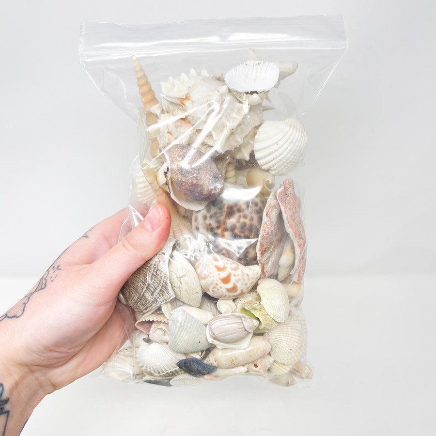 Bag of Assorted Shells (1)