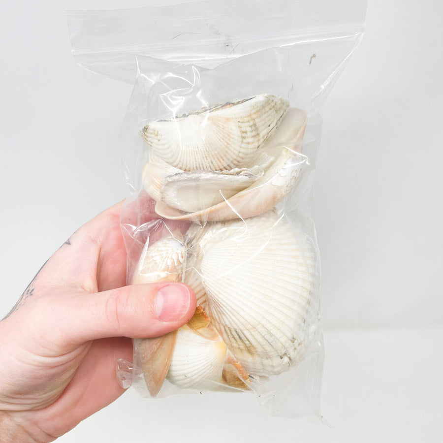 Bag of Assorted Shells (1)