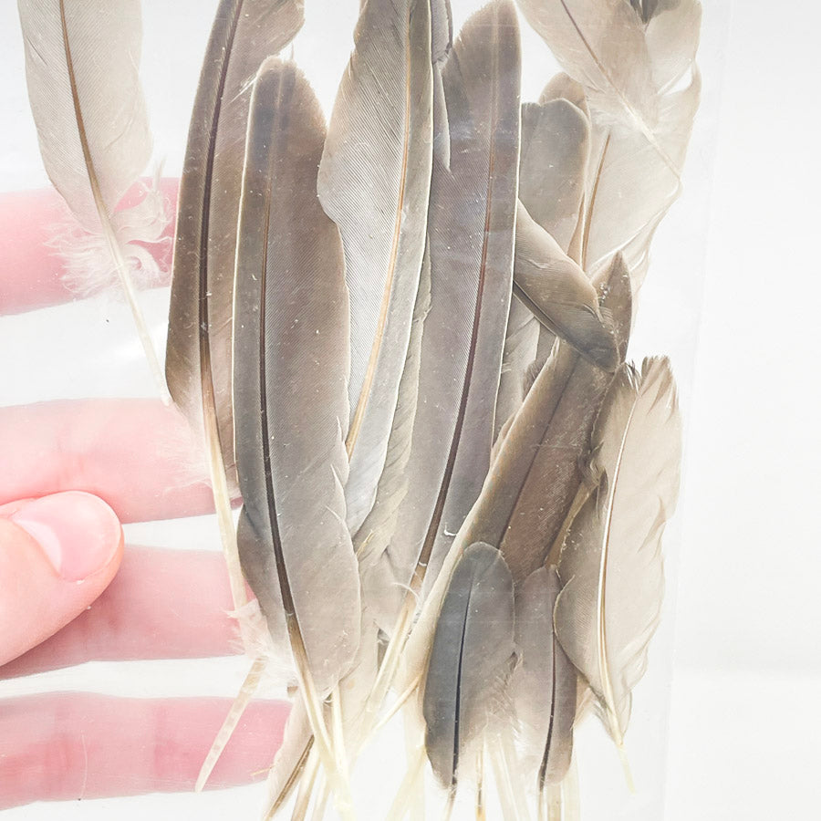 Sm. Bag of Assorted Feathers (1)