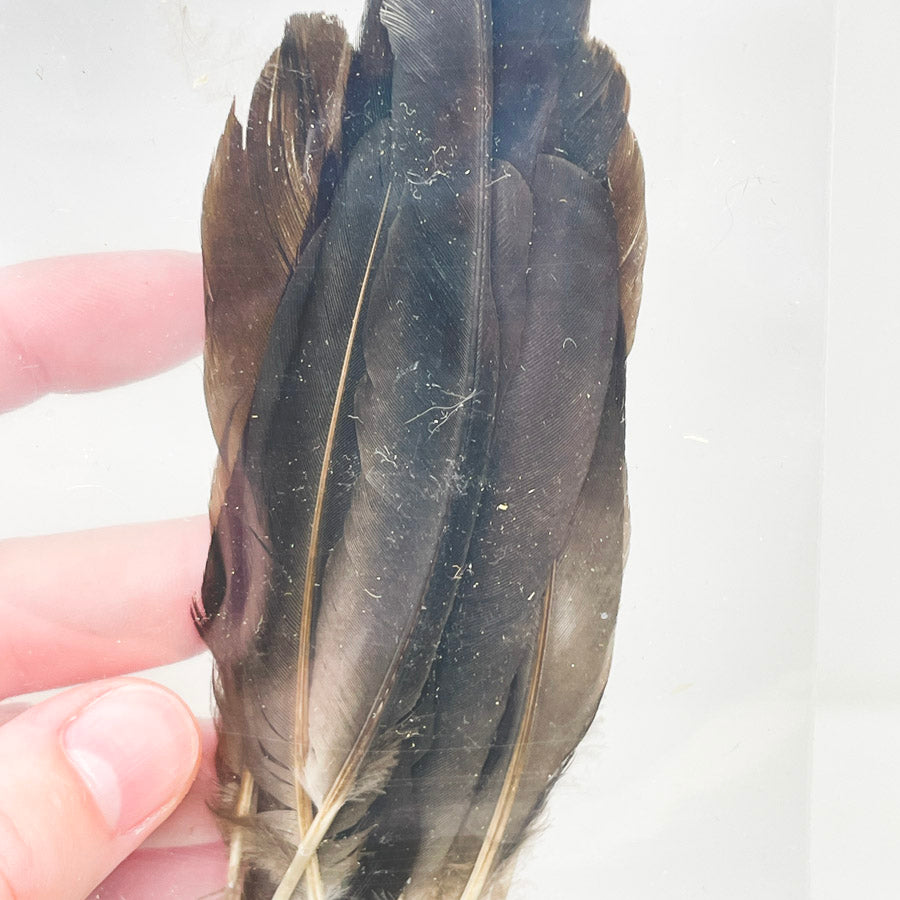 Sm. Bag of Assorted Feathers (1)