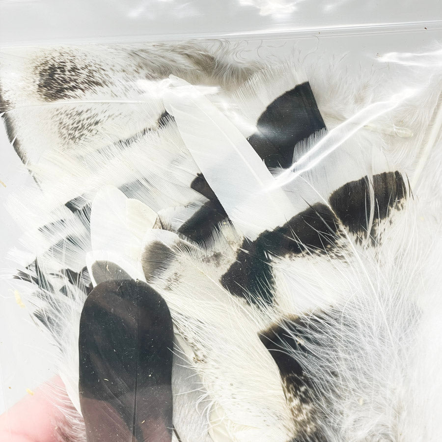 Md/Lrg Bag of Assorted Feathers (1)
