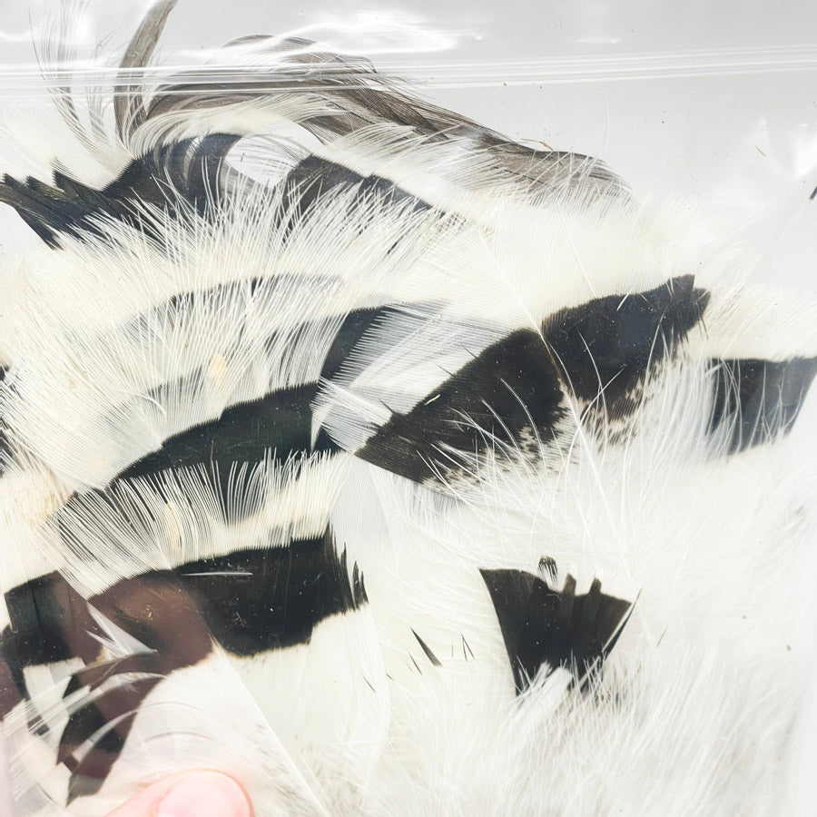 Md/Lrg Bag of Assorted Feathers (1)