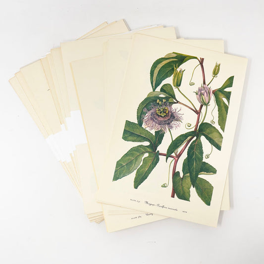 Vintage Floral Prints 10-pack - from "Wild Flowers of America"