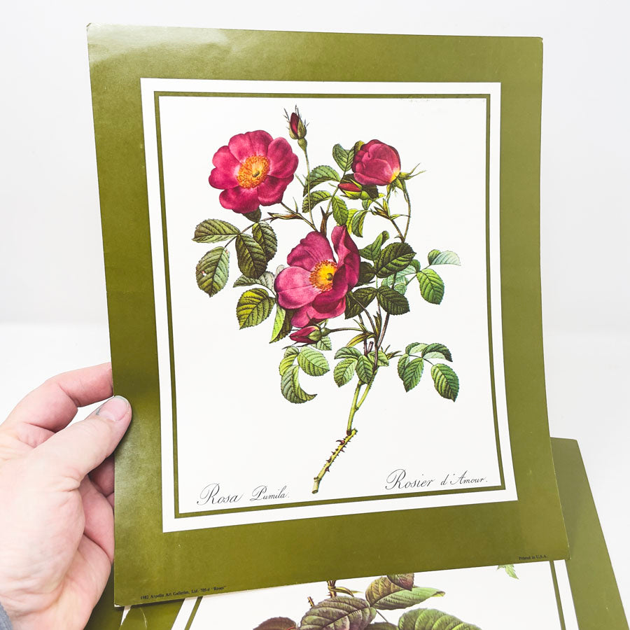 "Roses" Prints – Aspelin Art Galleries, Ltd. - 1982