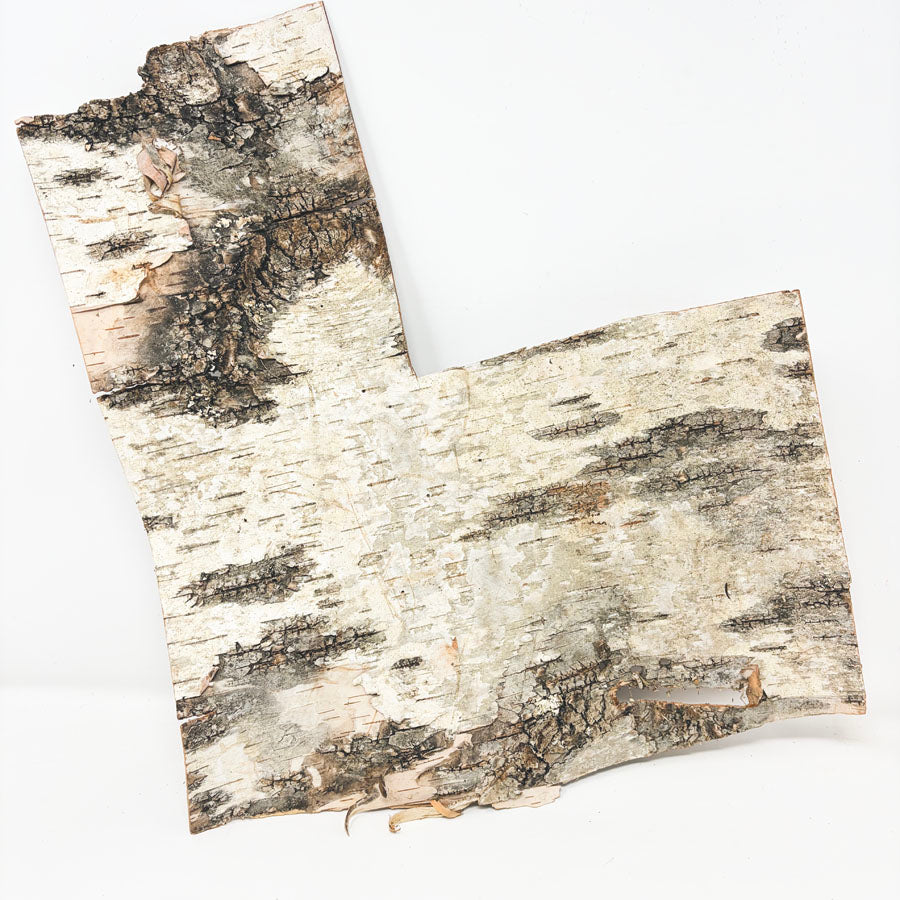 Birch Tree Bark Sheet
