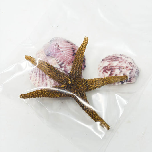 Sea Star and Shells Variety Bundle