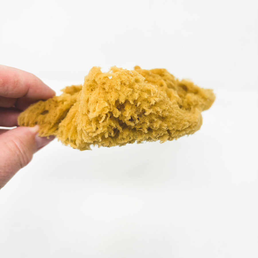 Natural Sea Sponge
