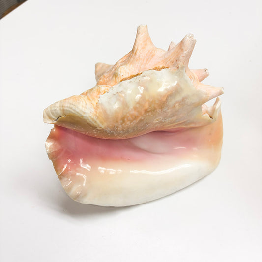 Large Conch Shells - Queen or Fox Stripe (damaged)